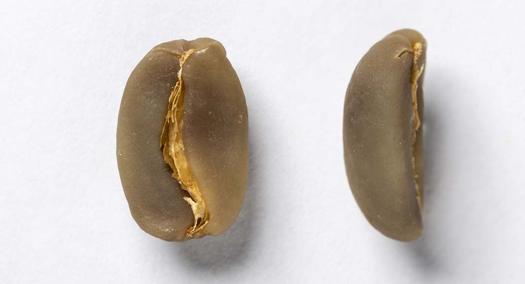 arabica-bønner
